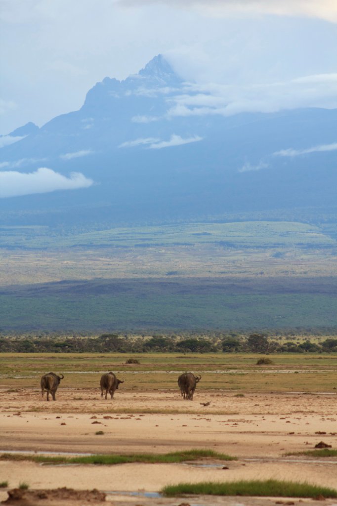 21-Buffaloes with the Mawenzi peak of Mount Kilimanjaro.jpg - Buffaloes with the Mawenzi peak of Mount Kilimanjaro